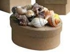 shell box